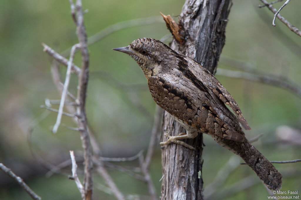 Torcol fourmilieradulte, identification, camouflage