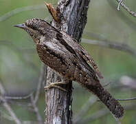 Eurasian Wryneck