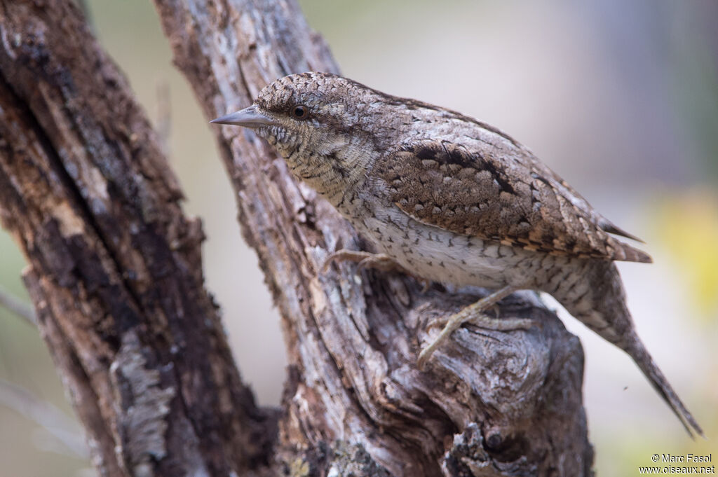 Eurasian Wryneckadult, identification, camouflage