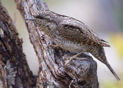 Eurasian Wryneck