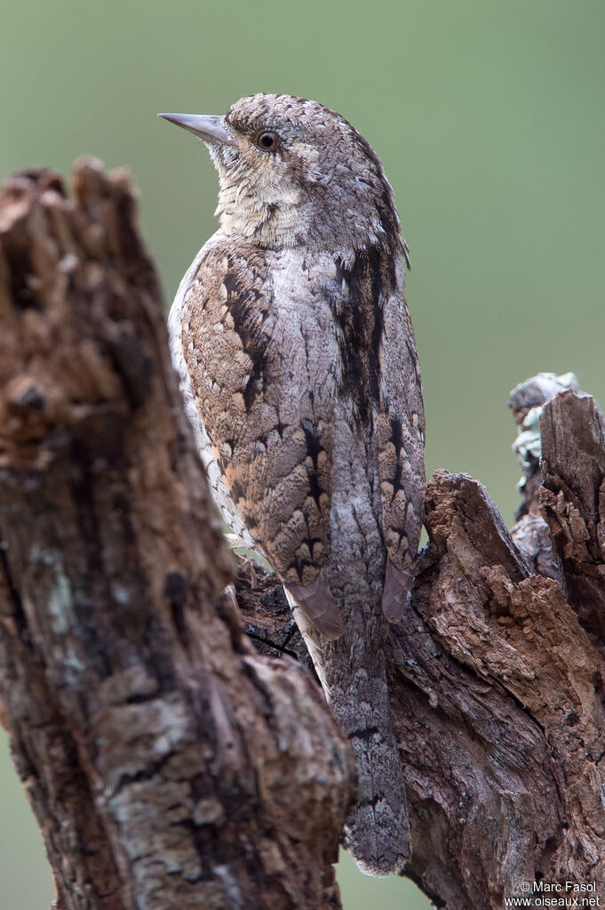 Torcol fourmilieradulte nuptial, identification, camouflage