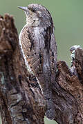 Eurasian Wryneck