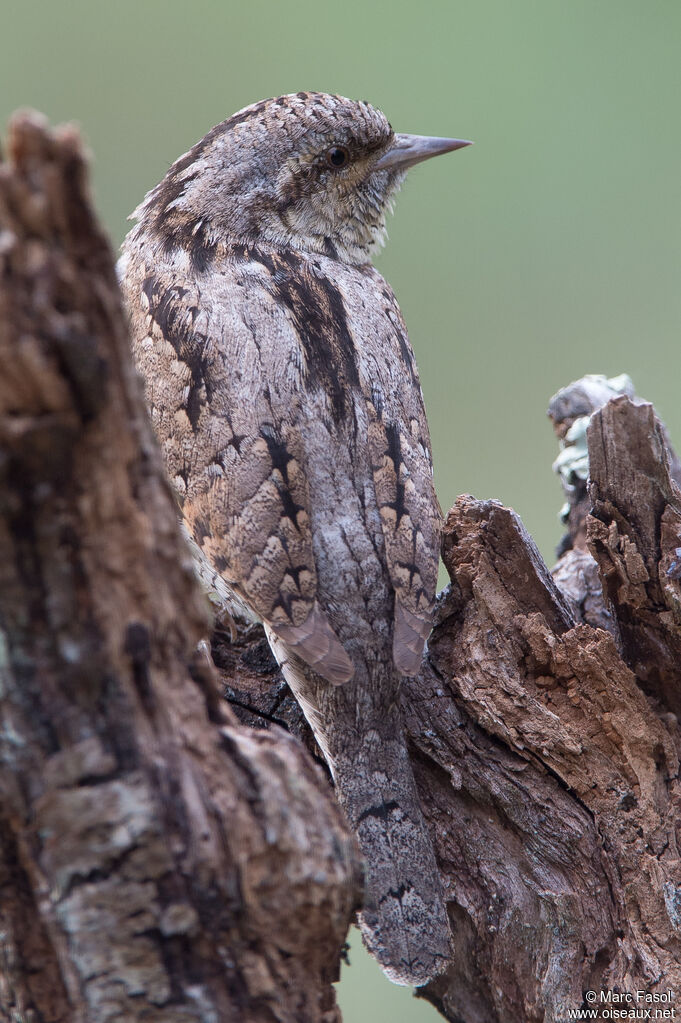 Torcol fourmilieradulte nuptial, identification, camouflage