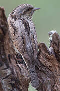 Eurasian Wryneck