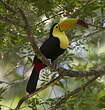 Toucan à carène