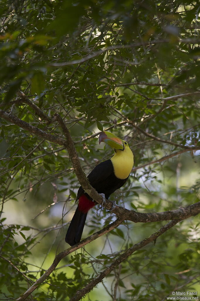 Keel-billed Toucanadult breeding, identification