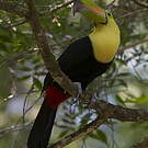 Toucan à carène