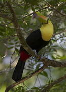 Keel-billed Toucan