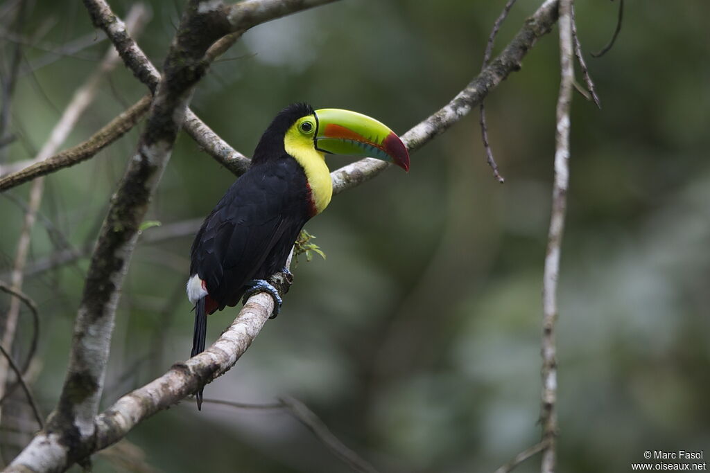 Toucan à carèneadulte, identification