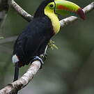Toucan à carène
