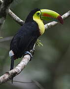 Toucan à carène