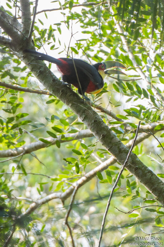 Red-breasted Toucanadult, habitat
