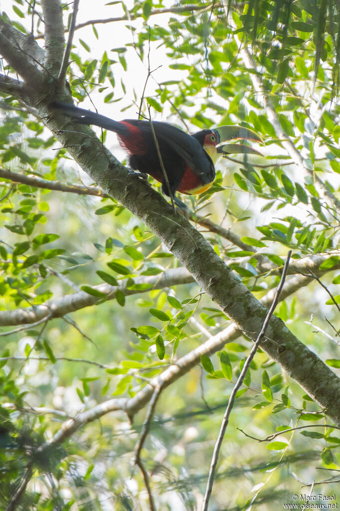 Green-billed Toucanadult, habitat