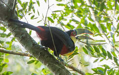 Toucan à ventre rouge