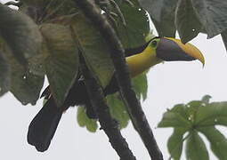 Yellow-throated Toucan (swainsonii)