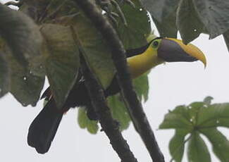 Toucan de Swainson