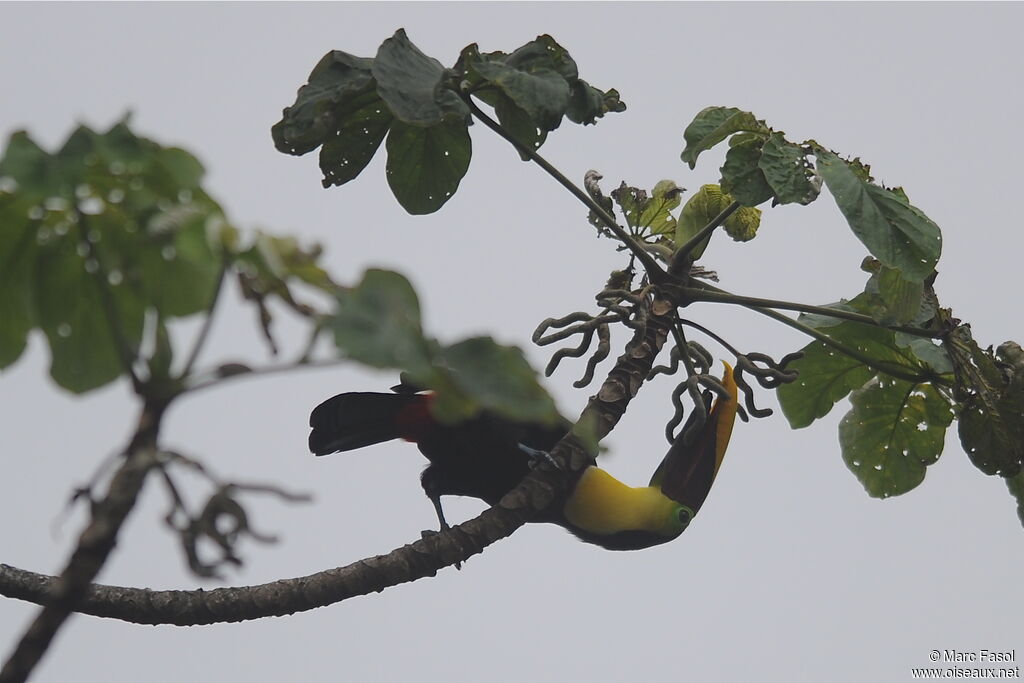 Yellow-throated Toucan (swainsonii)adult, identification, feeding habits, Behaviour