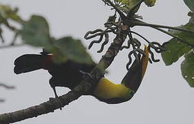 Yellow-throated Toucan (swainsonii)