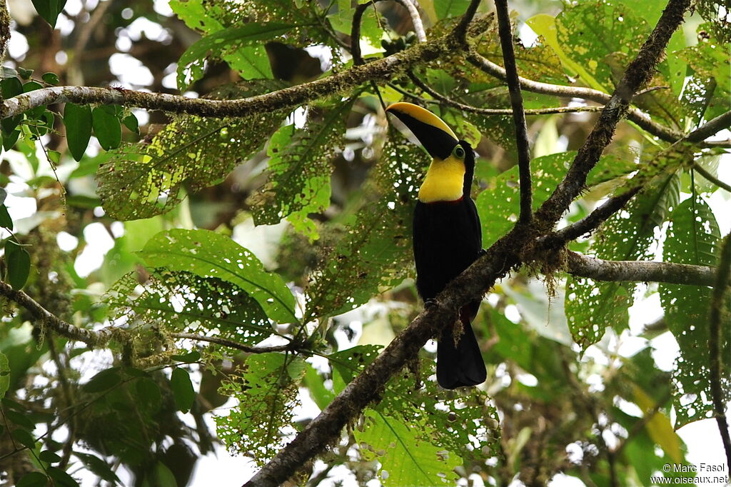 Toucan du Chocóadulte, identification