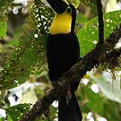 Toucan du Chocó
