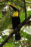 Toucan du Chocó