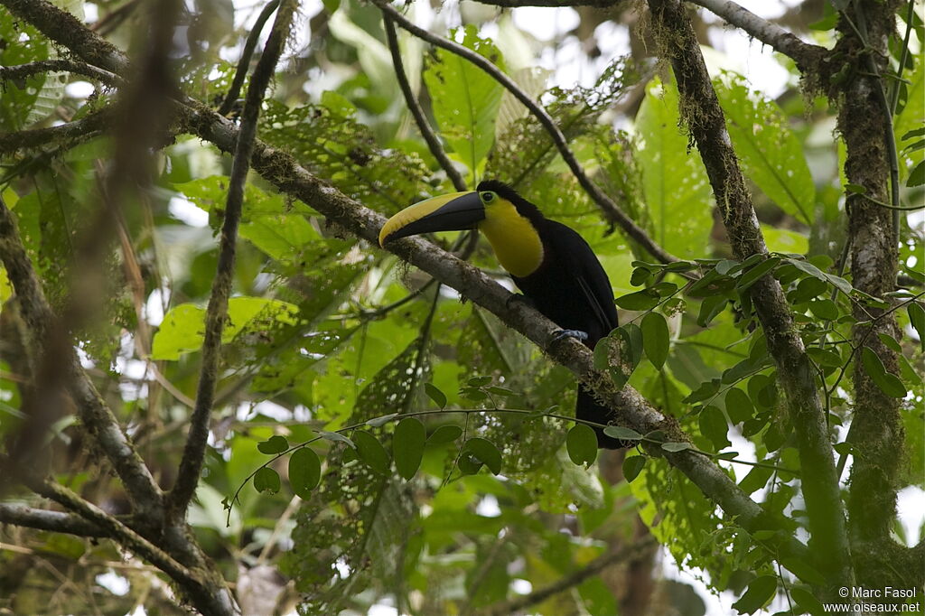 Choco Toucanadult, identification