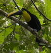 Toucan du Chocó