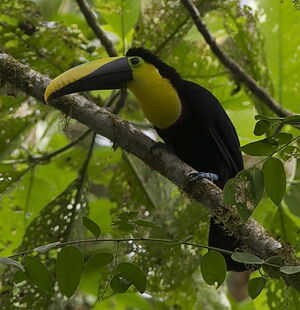 Toucan du Chocó