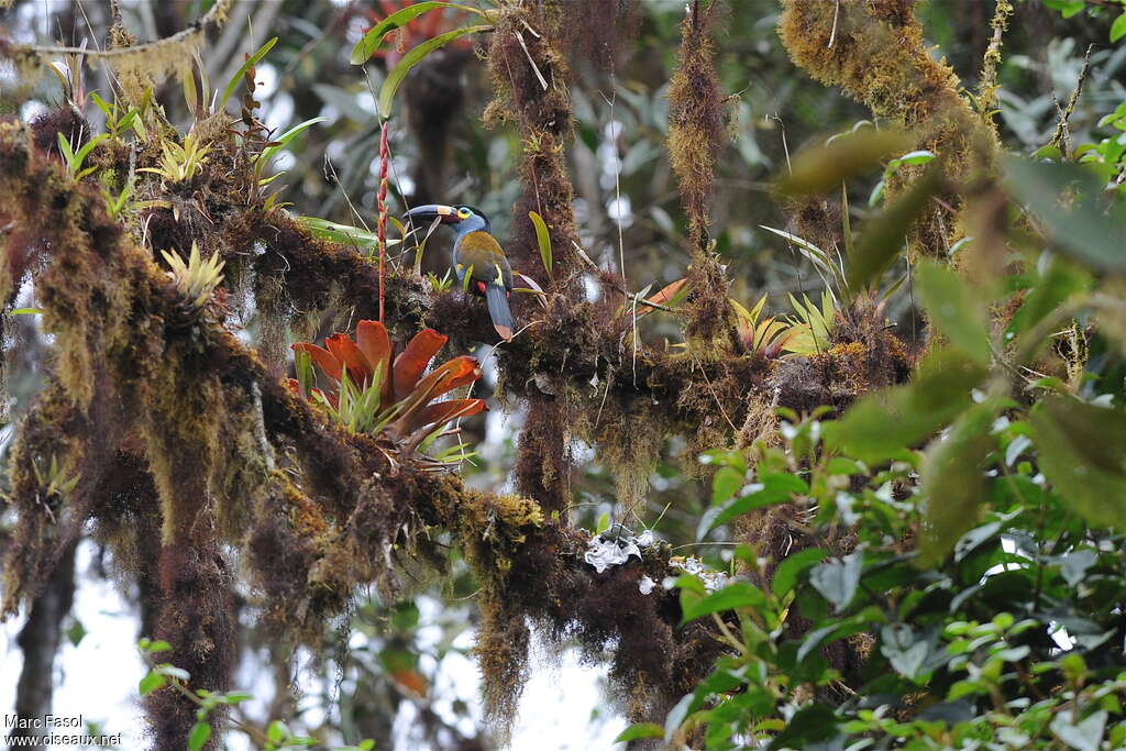 Toucan montagnardadulte, habitat