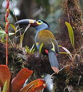 Plate-billed Mountain Toucan