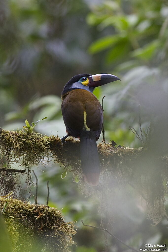 Toucan montagnardadulte, identification