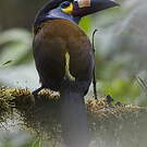 Toucan montagnard