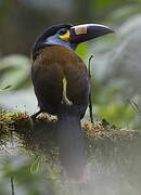 Toucan montagnard