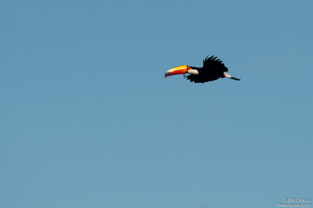 Toco Toucanadult, Flight