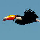 Toucan toco
