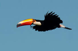 Toco Toucan