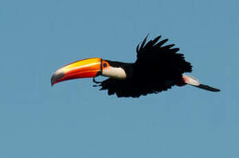 Toucan toco