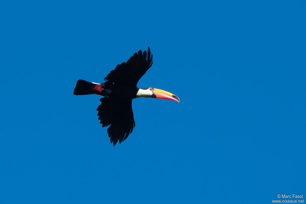 Toco Toucanadult, Flight