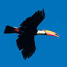 Toucan toco