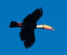 Toco Toucan