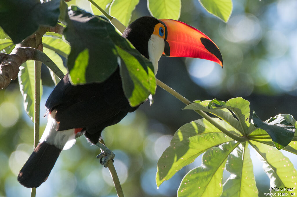 Toucan tocoadulte, identification