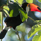 Toucan toco