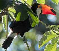 Toco Toucan