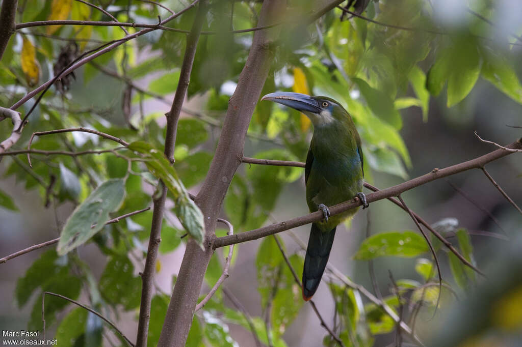 Toucanet à ceinture bleueadulte