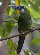 Blue-banded Toucanet