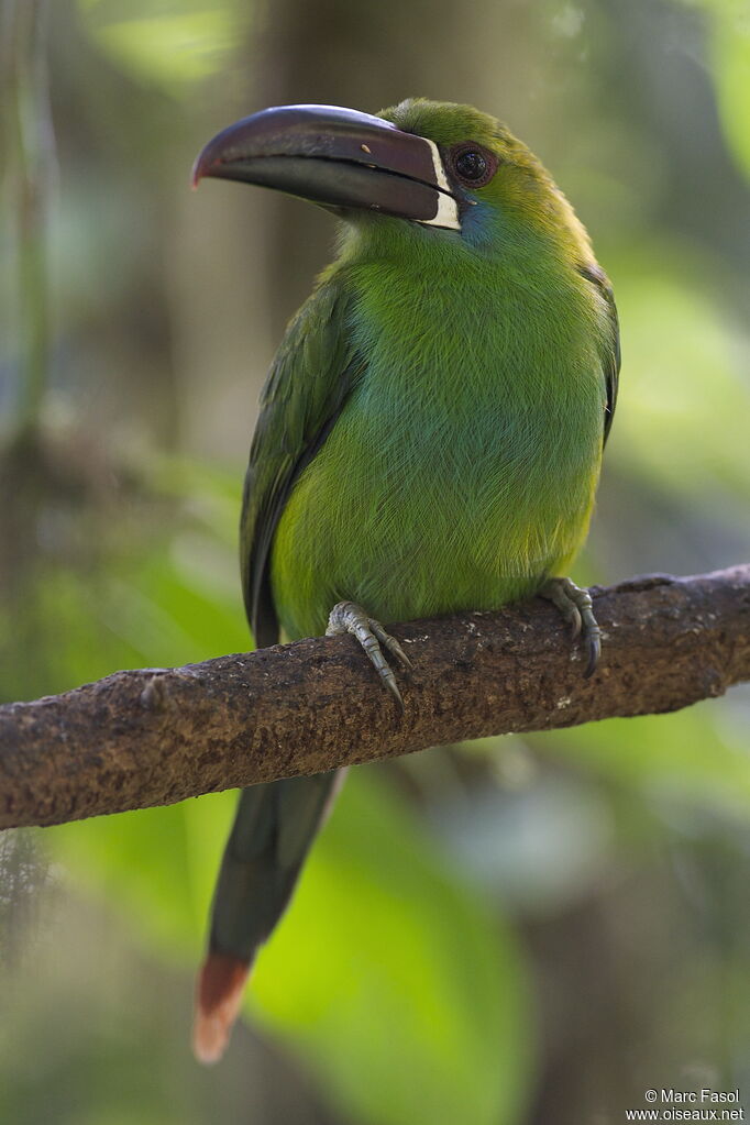 Toucanet à croupion rougeadulte, identification