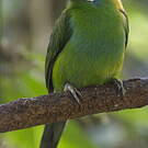 Toucanet à croupion rouge