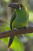 Crimson-rumped Toucanet