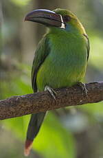 Toucanet à croupion rouge