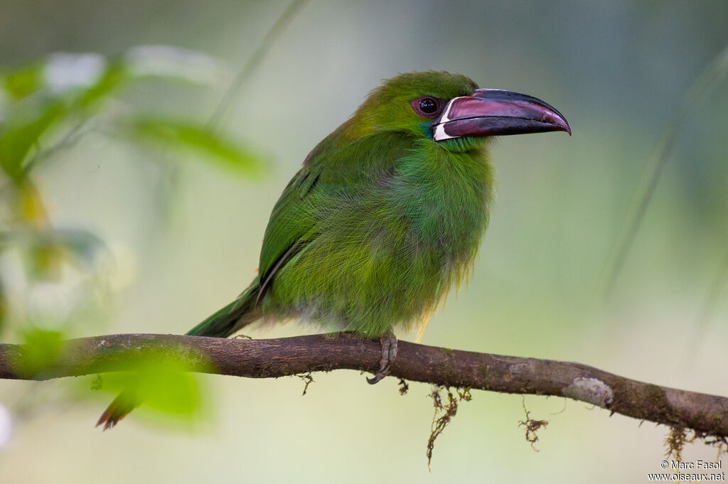 Toucanet à croupion rougeadulte, identification